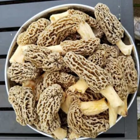 🍄 Grow Kit- MOREL Mushroom- Guaranteed! - Picture 9 of 10